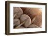 Fungus (Mycena Sp.) Gills Backlit, Seen from Low Angle. Dartmoor, Devon, UK-Ross Hoddinott-Framed Photographic Print