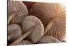 Fungus (Mycena Sp.) Gills Backlit, Seen from Low Angle. Dartmoor, Devon, UK-Ross Hoddinott-Stretched Canvas