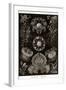 Funji-Ernst Haeckel-Framed Art Print