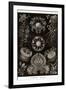 Funji-Ernst Haeckel-Framed Art Print