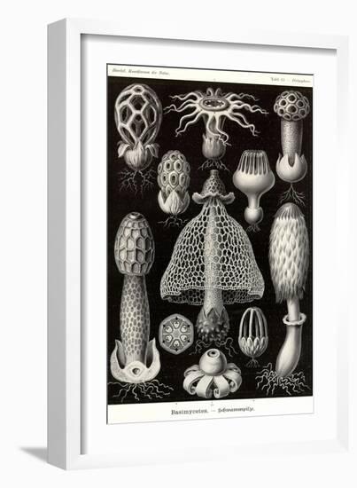 Funji-Ernst Haeckel-Framed Art Print