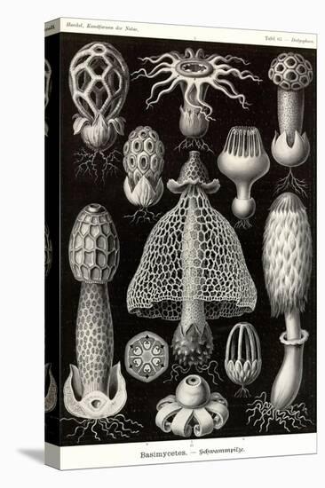 Funji-Ernst Haeckel-Stretched Canvas