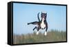 Funny American Staffordshire Terrier Dog with Crazy Eyes Flying in the Air-Grigorita Ko-Framed Stretched Canvas