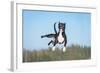 Funny American Staffordshire Terrier Dog with Crazy Eyes Flying in the Air-Grigorita Ko-Framed Photographic Print