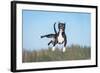 Funny American Staffordshire Terrier Dog with Crazy Eyes Flying in the Air-Grigorita Ko-Framed Photographic Print