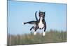 Funny American Staffordshire Terrier Dog with Crazy Eyes Flying in the Air-Grigorita Ko-Mounted Photographic Print