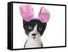 Funny Black and White Kitten Wearing Pink Easter Bunny Ears-Hannamariah-Framed Stretched Canvas