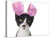 Funny Black and White Kitten Wearing Pink Easter Bunny Ears-Hannamariah-Stretched Canvas