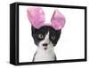 Funny Black and White Kitten Wearing Pink Easter Bunny Ears-Hannamariah-Framed Stretched Canvas