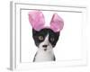 Funny Black and White Kitten Wearing Pink Easter Bunny Ears-Hannamariah-Framed Photographic Print