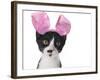 Funny Black and White Kitten Wearing Pink Easter Bunny Ears-Hannamariah-Framed Photographic Print