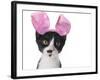 Funny Black and White Kitten Wearing Pink Easter Bunny Ears-Hannamariah-Framed Photographic Print