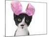 Funny Black and White Kitten Wearing Pink Easter Bunny Ears-Hannamariah-Mounted Photographic Print