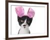 Funny Black and White Kitten Wearing Pink Easter Bunny Ears-Hannamariah-Framed Photographic Print