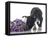 Funny Boston Terrier Puppy Sniffing Flowers.-Hannamariah-Framed Stretched Canvas