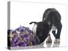 Funny Boston Terrier Puppy Sniffing Flowers.-Hannamariah-Stretched Canvas