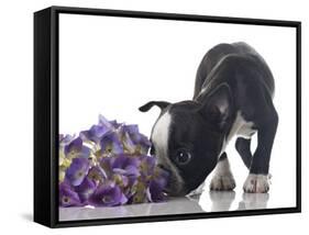 Funny Boston Terrier Puppy Sniffing Flowers.-Hannamariah-Framed Stretched Canvas