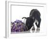 Funny Boston Terrier Puppy Sniffing Flowers.-Hannamariah-Framed Photographic Print