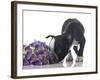 Funny Boston Terrier Puppy Sniffing Flowers.-Hannamariah-Framed Photographic Print