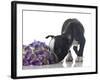 Funny Boston Terrier Puppy Sniffing Flowers.-Hannamariah-Framed Photographic Print