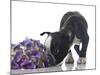 Funny Boston Terrier Puppy Sniffing Flowers.-Hannamariah-Mounted Photographic Print