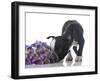 Funny Boston Terrier Puppy Sniffing Flowers.-Hannamariah-Framed Photographic Print