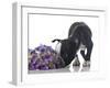 Funny Boston Terrier Puppy Sniffing Flowers.-Hannamariah-Framed Photographic Print