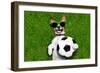 Funny Brazil Soccer Dog-Javier Brosch-Framed Photographic Print