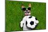 Funny Brazil Soccer Dog-Javier Brosch-Mounted Photographic Print