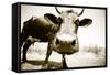 Funny Cow Stains-ongap-Framed Stretched Canvas