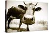 Funny Cow Stains-ongap-Stretched Canvas