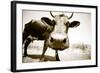 Funny Cow Stains-ongap-Framed Photographic Print