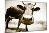 Funny Cow Stains-ongap-Mounted Photographic Print