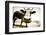 Funny Cow Stains-ongap-Framed Photographic Print