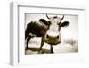 Funny Cow Stains-ongap-Framed Photographic Print