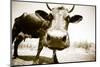 Funny Cow Stains-ongap-Mounted Photographic Print