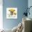 Funny Dog Brazil-Javier Brosch-Photographic Print displayed on a wall