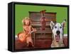 Funny Dog Card-graphicphoto-Framed Stretched Canvas
