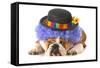 Funny Dog - English Bulldog Dressed Up Like A Clown Isolated On White Background-Willee Cole-Framed Stretched Canvas