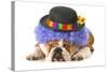 Funny Dog - English Bulldog Dressed Up Like A Clown Isolated On White Background-Willee Cole-Stretched Canvas