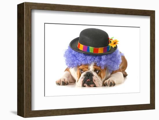 Funny Dog - English Bulldog Dressed Up Like A Clown Isolated On White Background-Willee Cole-Framed Photographic Print