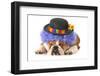 Funny Dog - English Bulldog Dressed Up Like A Clown Isolated On White Background-Willee Cole-Framed Photographic Print