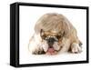 Funny Dog - English Bulldog Wearing Silly Wig And Glasses Isolated On White Background-Willee Cole-Framed Stretched Canvas