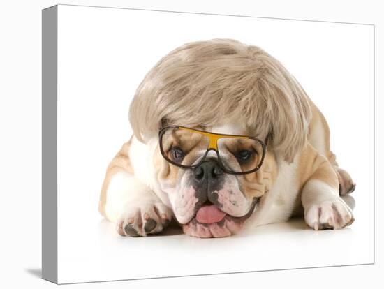 Funny Dog - English Bulldog Wearing Silly Wig And Glasses Isolated On White Background-Willee Cole-Stretched Canvas