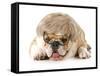 Funny Dog - English Bulldog Wearing Silly Wig And Glasses Isolated On White Background-Willee Cole-Framed Stretched Canvas