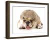 Funny Dog - English Bulldog Wearing Silly Wig And Glasses Isolated On White Background-Willee Cole-Framed Photographic Print