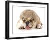 Funny Dog - English Bulldog Wearing Silly Wig And Glasses Isolated On White Background-Willee Cole-Framed Photographic Print