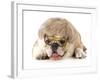 Funny Dog - English Bulldog Wearing Silly Wig And Glasses Isolated On White Background-Willee Cole-Framed Photographic Print