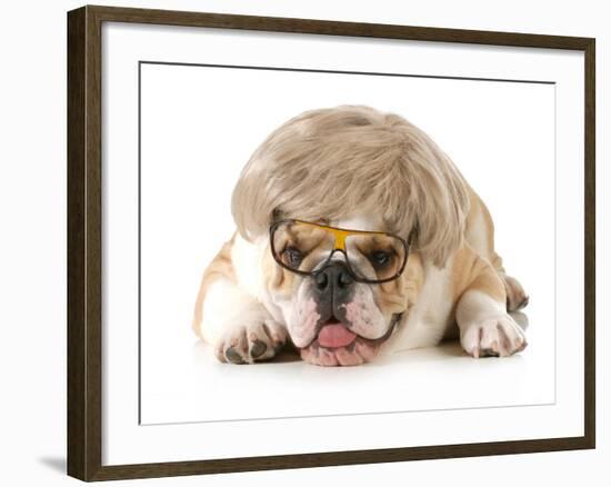 Funny Dog - English Bulldog Wearing Silly Wig And Glasses Isolated On White Background-Willee Cole-Framed Photographic Print