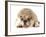 Funny Dog - English Bulldog Wearing Silly Wig And Glasses Isolated On White Background-Willee Cole-Framed Photographic Print